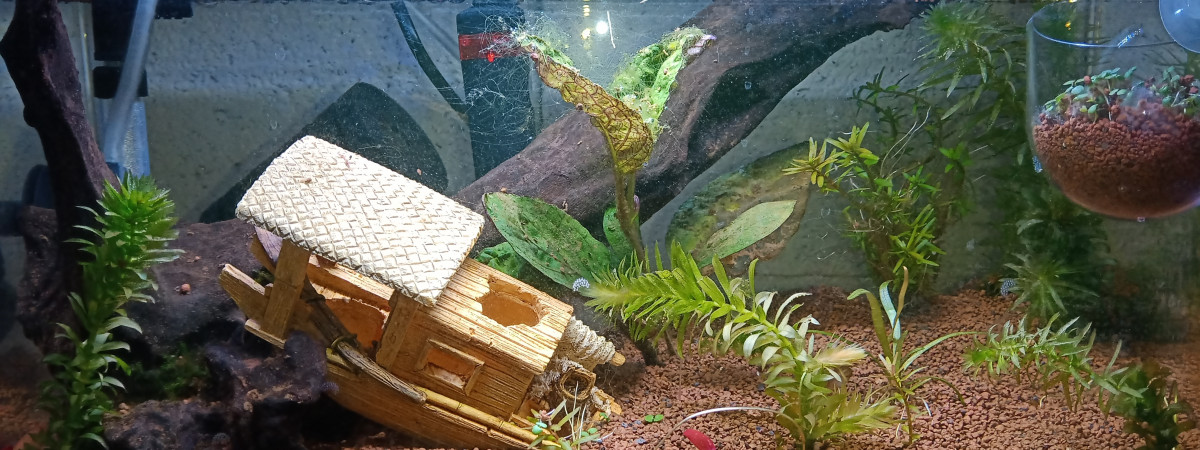 aquarium Crevettes
