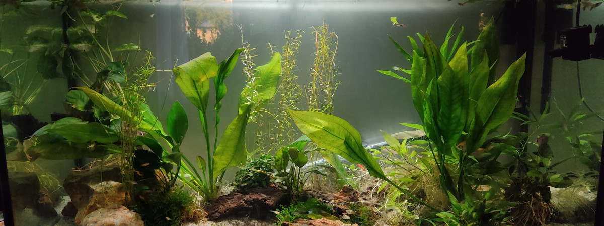 aquarium Bureau 200L
