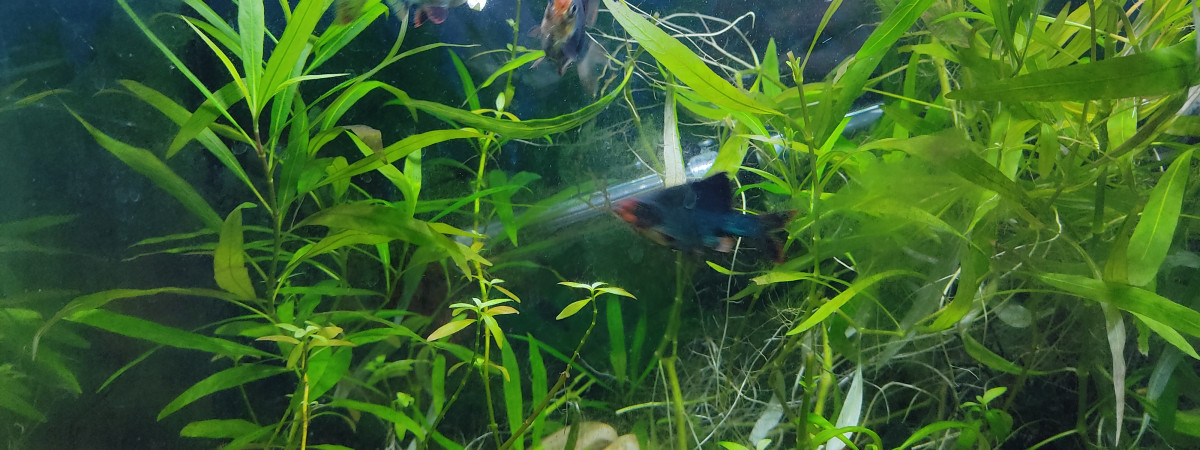 aquarium Biblio 60L