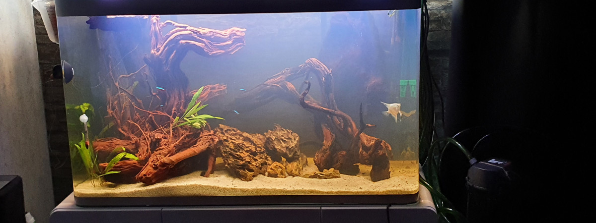 aquarium Cichildés