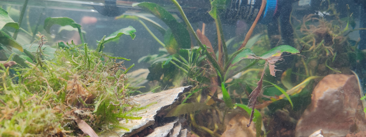 aquarium Chambre 20L
