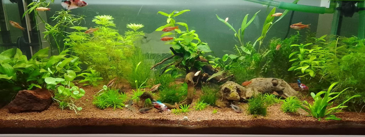 aquarium angelique david