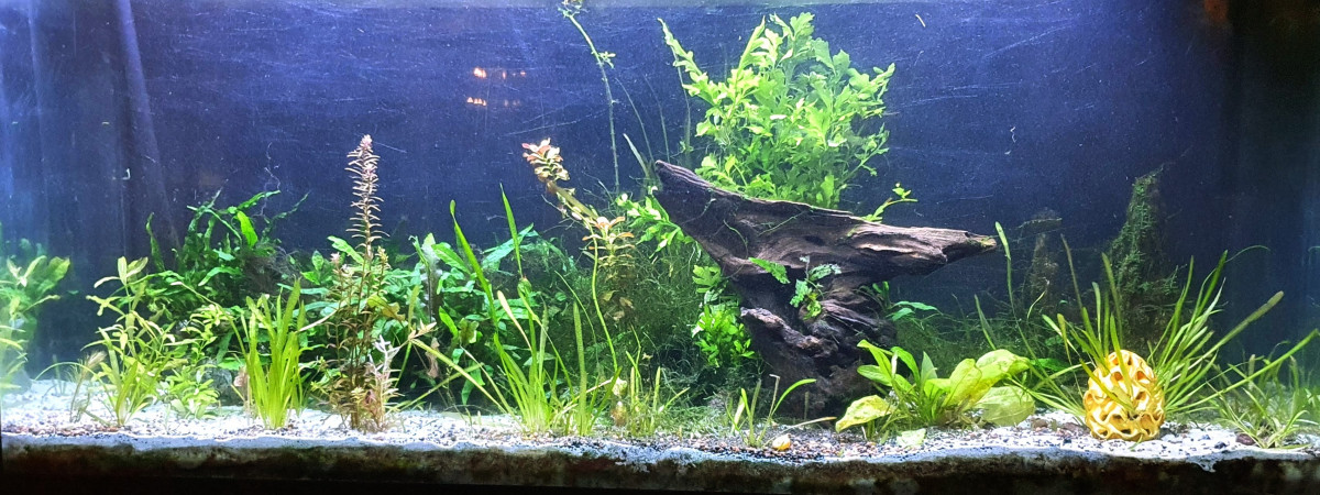 aquarium 250L