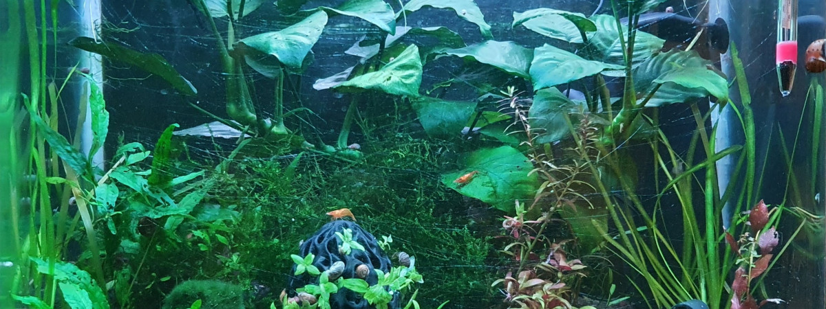 aquarium 50L