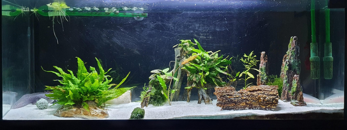 aquarium 120L