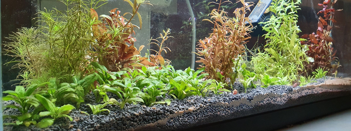 aquarium 80L
