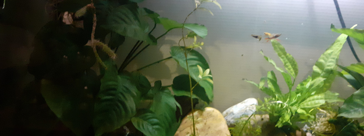 aquarium Mon univers