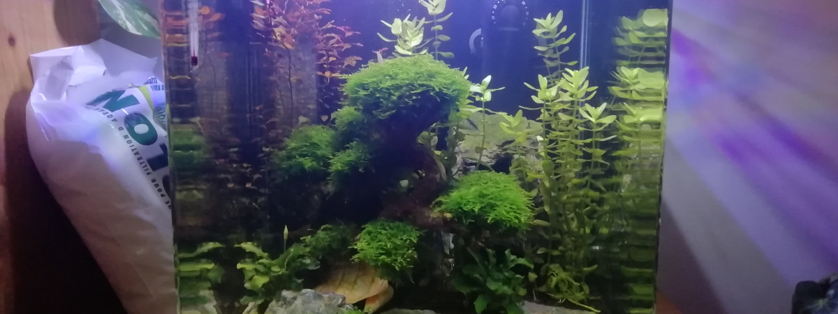 aquarium nano 30l betta