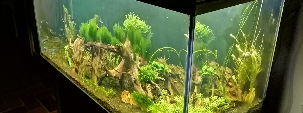 aquarium MON 200L