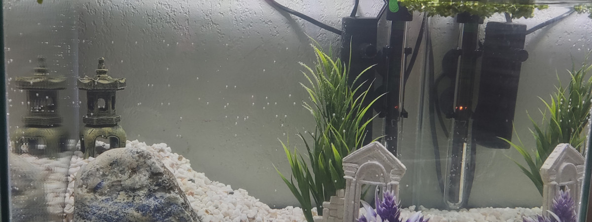 aquarium 54 000