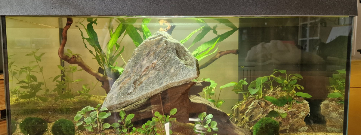 aquarium 54L Asiatique