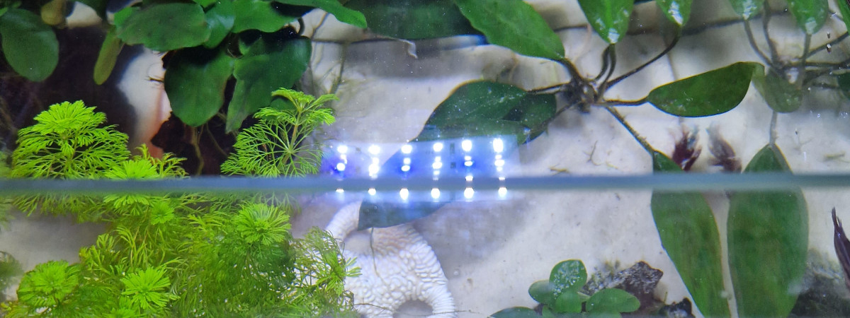 aquarium Début jungle