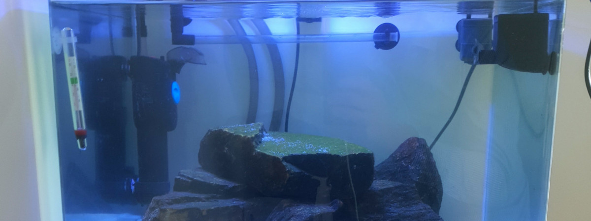 aquarium Tanganyika