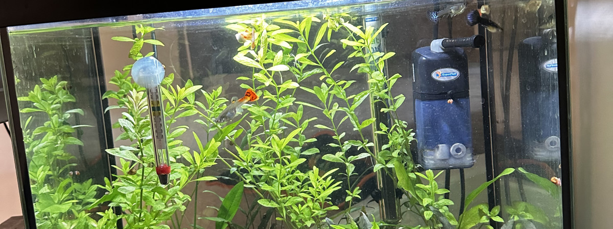 aquarium Aquarium 1