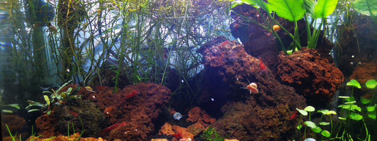 aquarium Vesuve