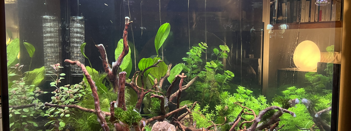 aquarium Bac amazonien