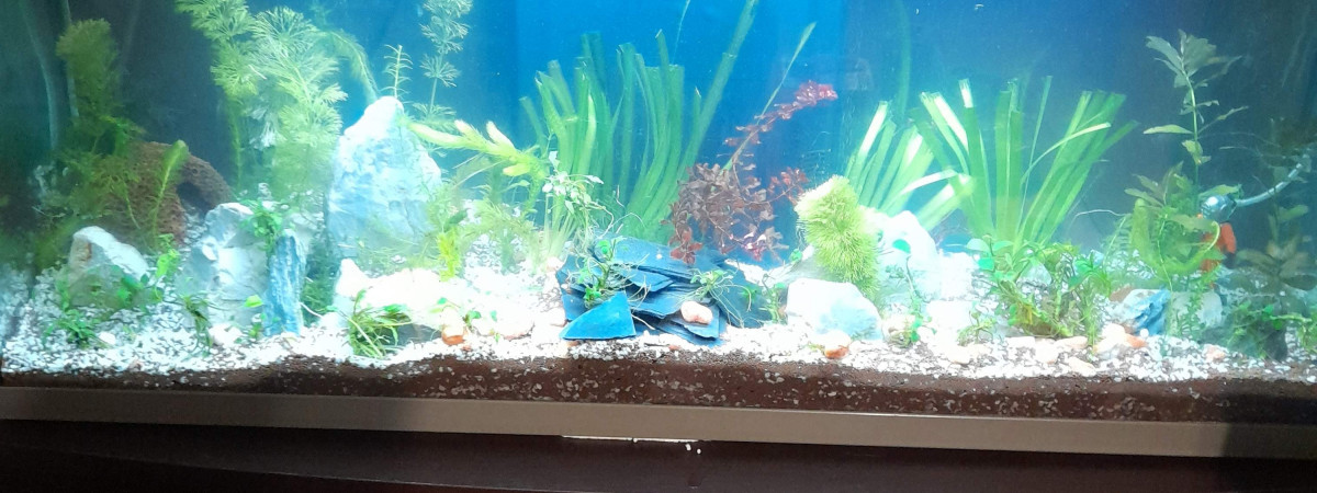 aquarium Guppy76