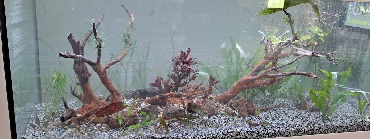 aquarium 240 litres asso anne philipe