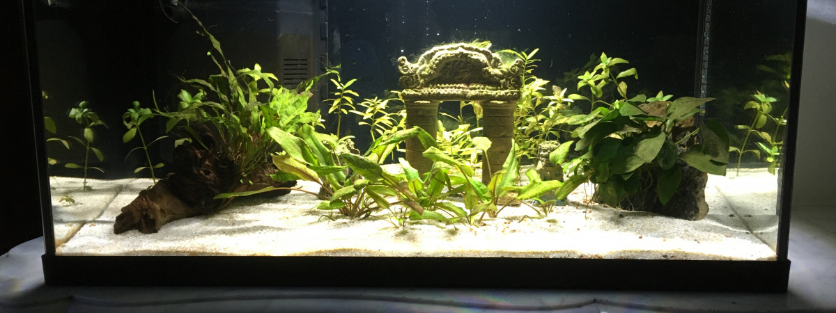 aquarium Bac debutant
