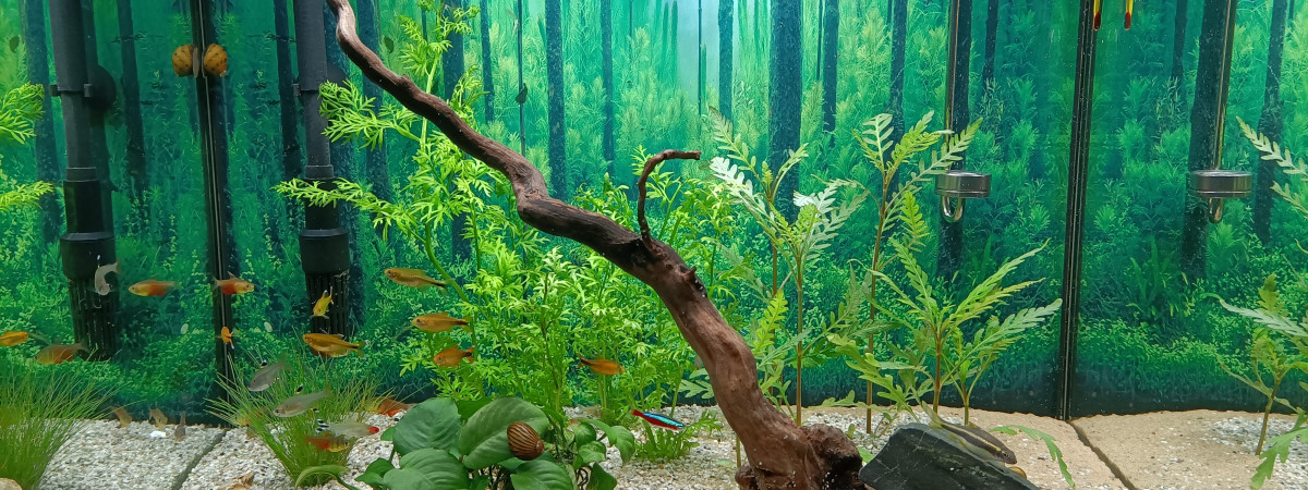 aquarium Asiaquarium