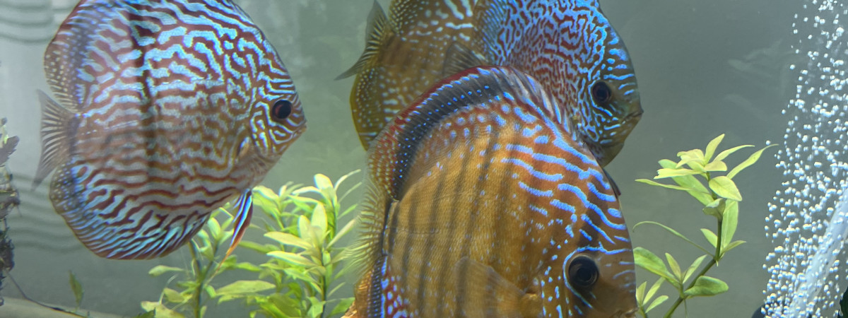 aquarium Chris