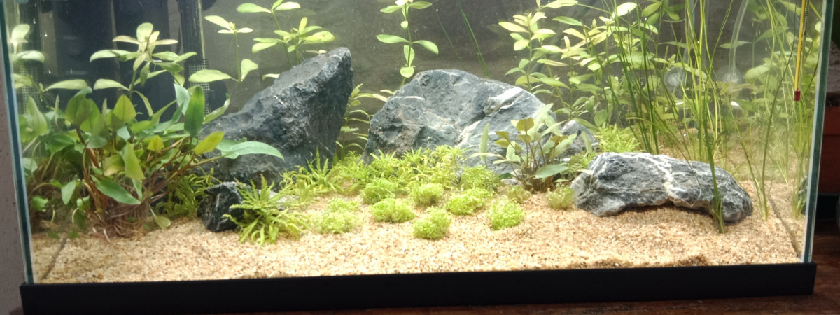 aquarium First one