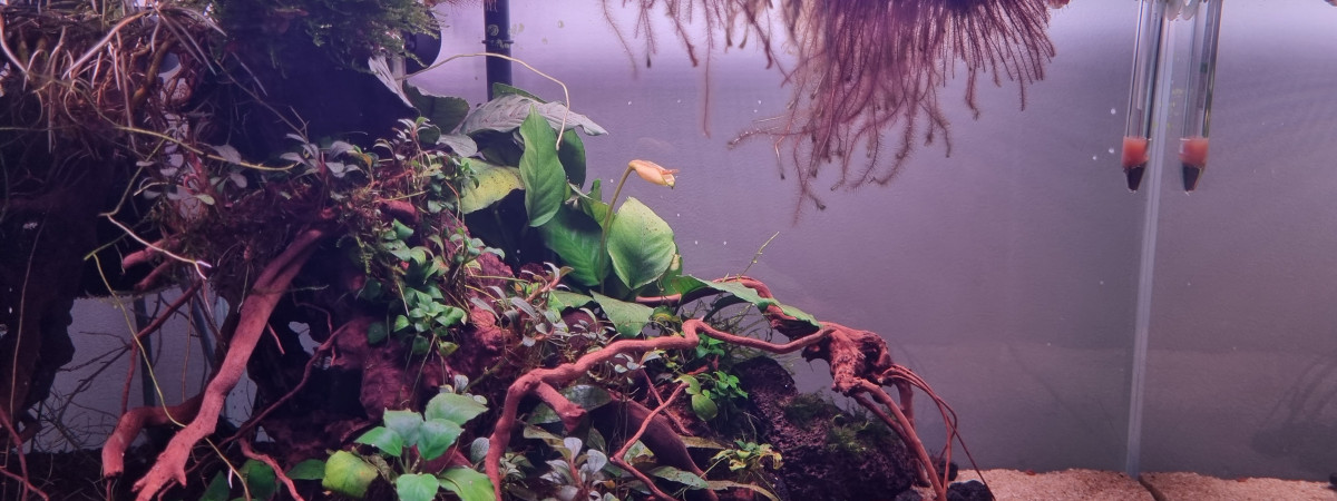 aquarium Bac betta 38L Anubia buce