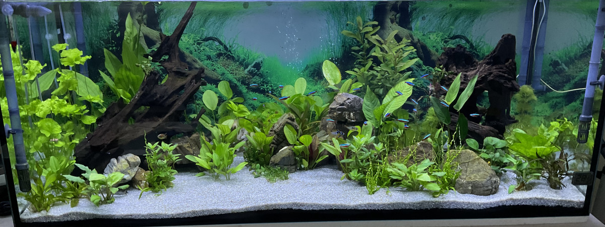aquarium Amazing
