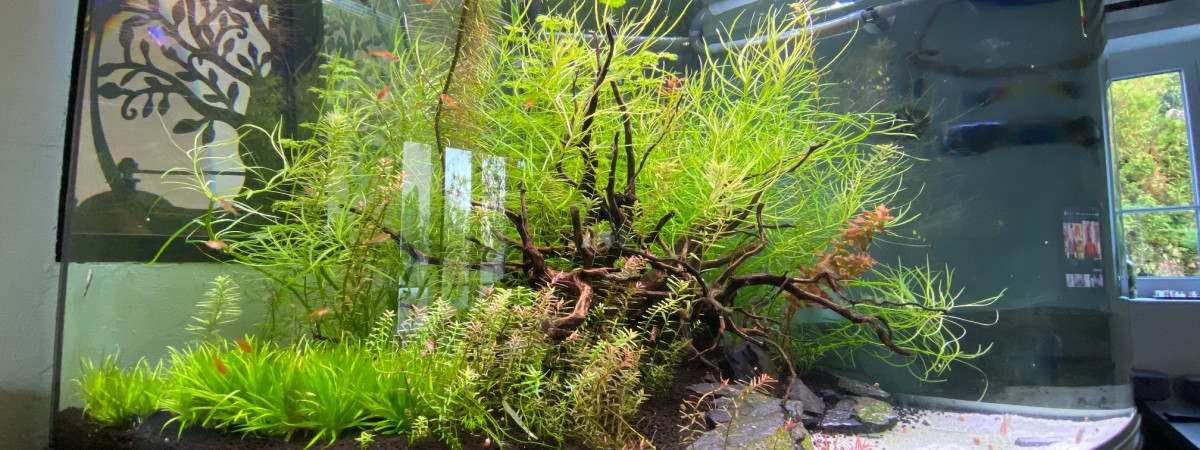 aquarium Rena 350 angle