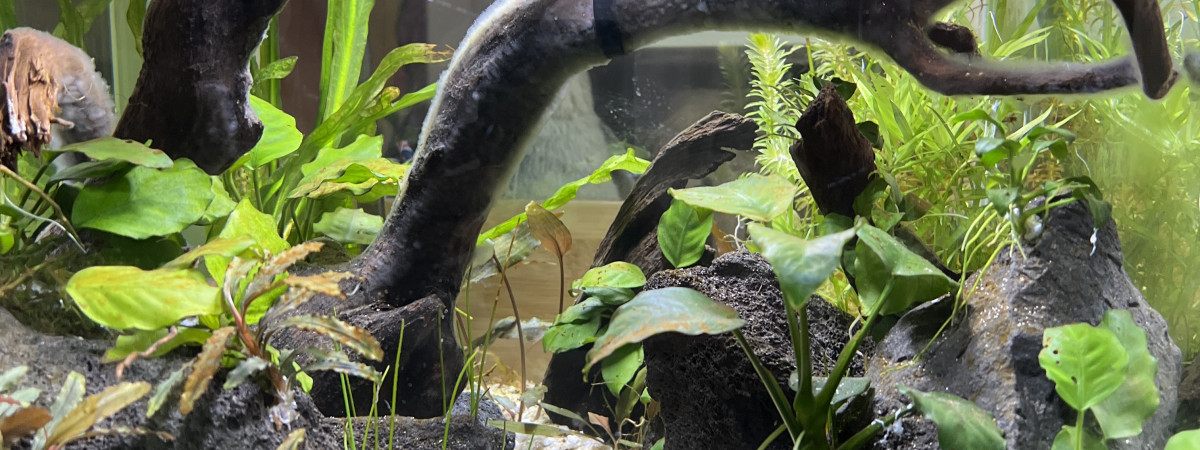 aquarium Dennerle 60L