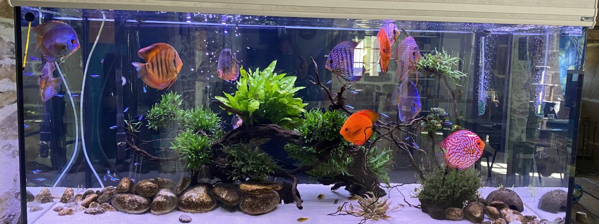 aquarium Bac discus 675 L