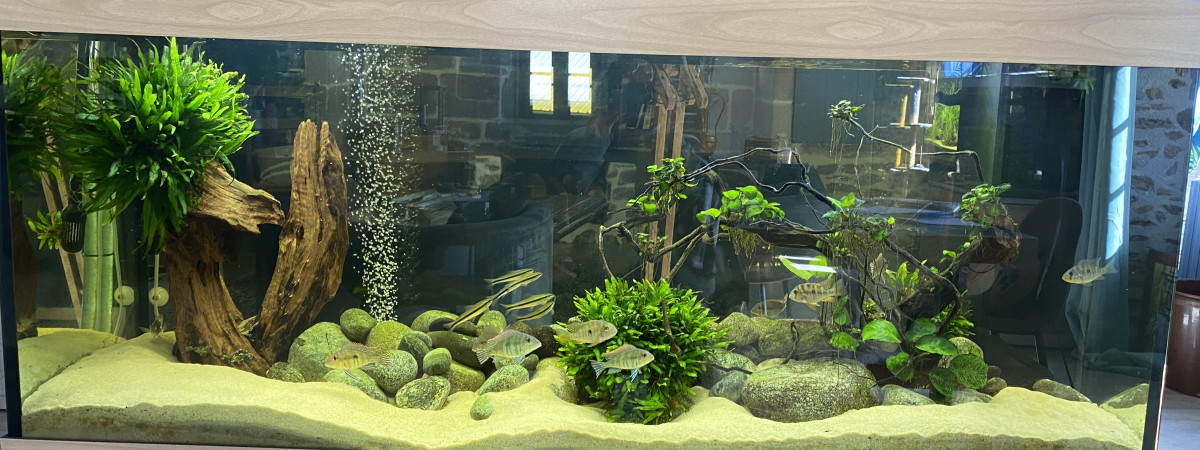 aquarium Bac cichlidés americains 450 L