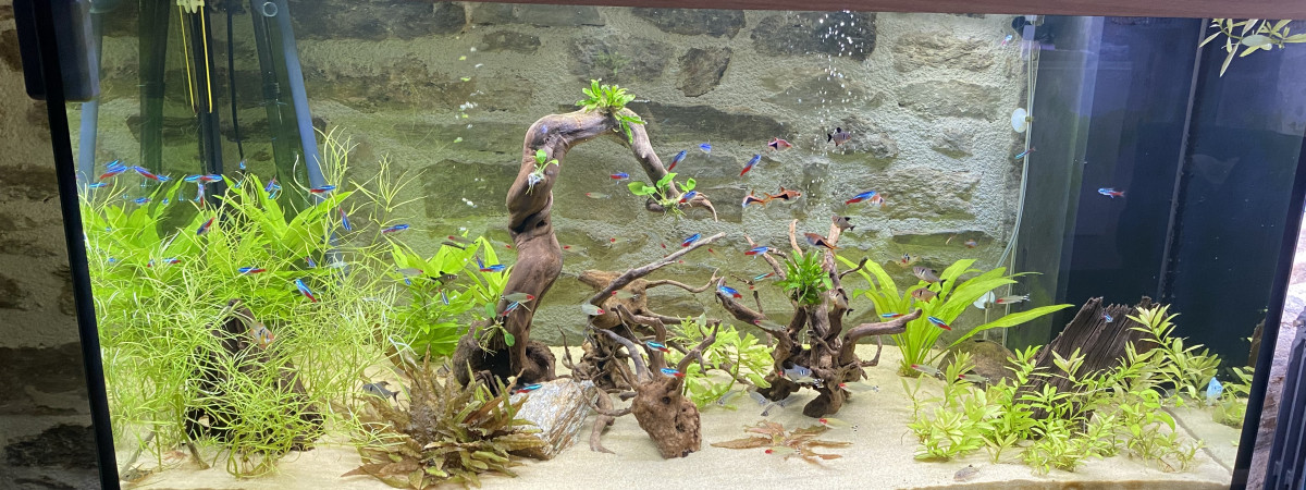 aquarium Bac communautaire 350 L