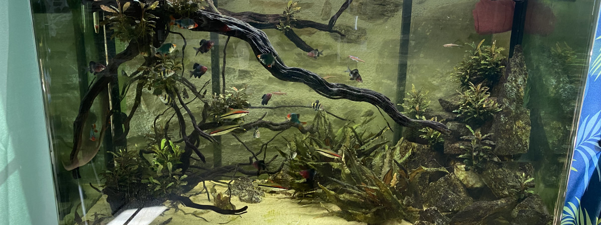 aquarium Bac Barbus 300 L