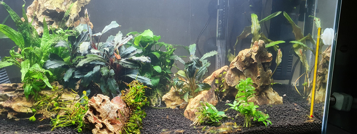 aquarium Chambre