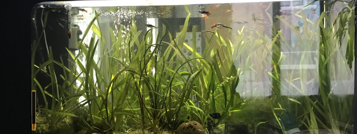 aquarium Aquarium 240l