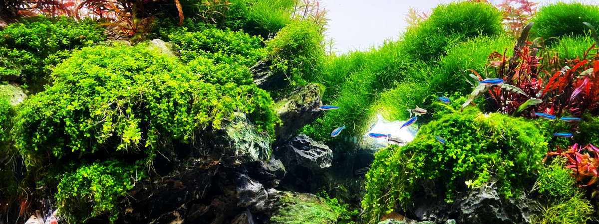 aquarium Cliffs of green