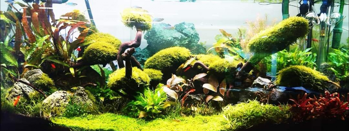 aquarium Green tank