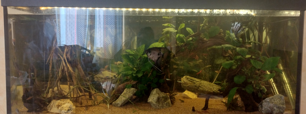 aquarium bac amazonien
