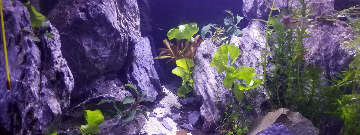 aquarium Nat