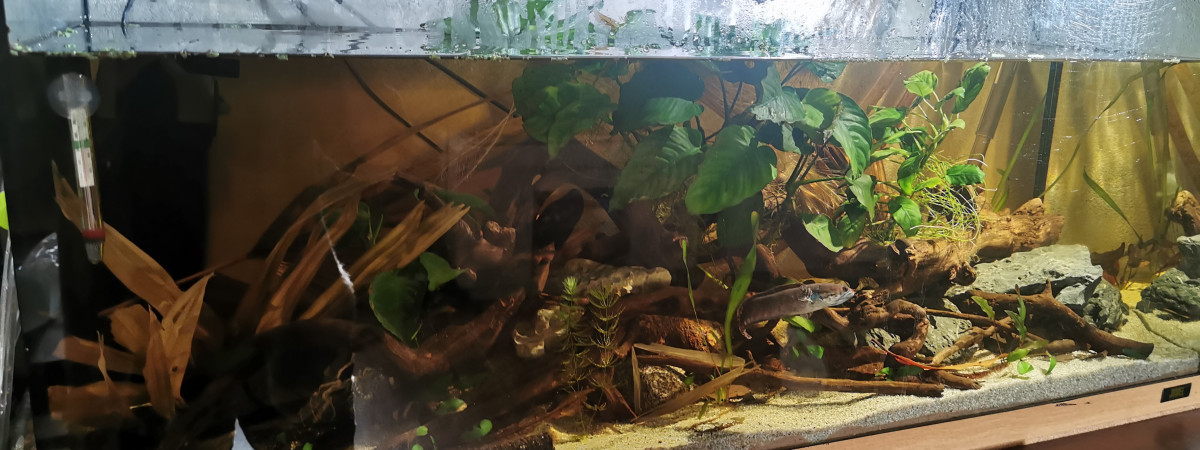 aquarium Channa
