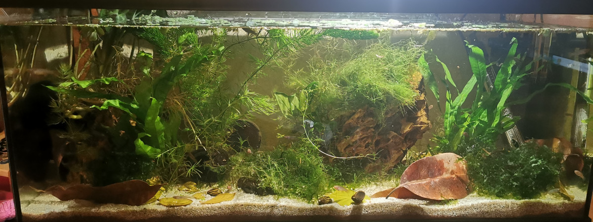 aquarium Bac killies funduloupanchak scheeli