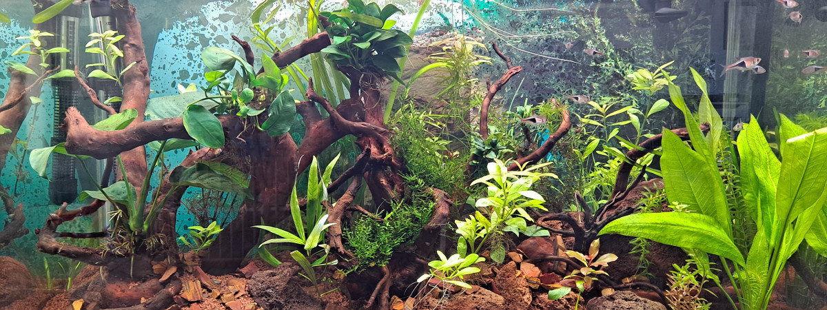 aquarium 100 litres