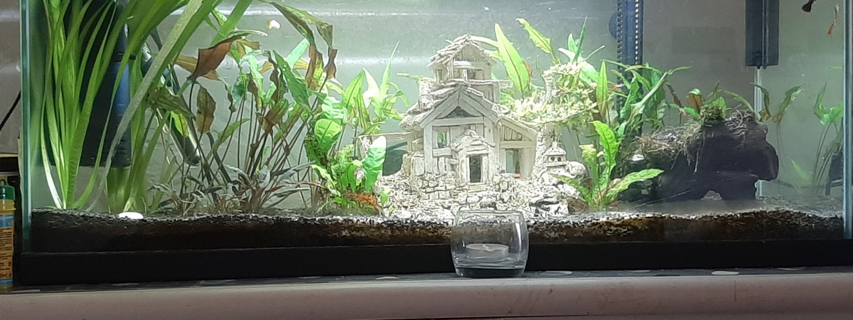 aquarium Asiatique