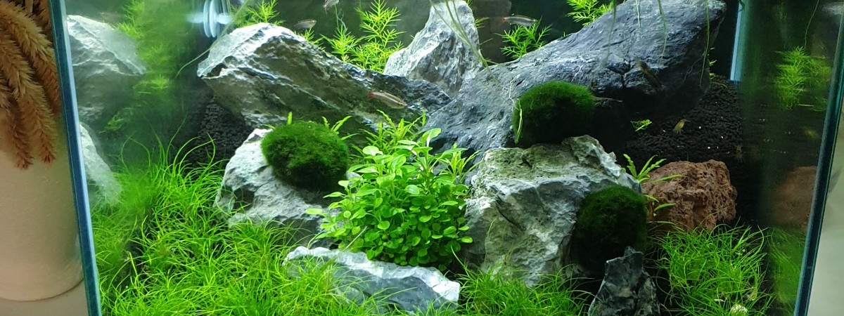 aquarium Nano 56 L