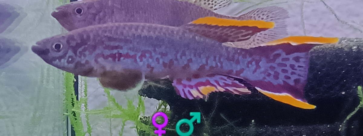 aquarium 442 01 Couple Reproducteur Fundulopanchax nigerianus Innidere