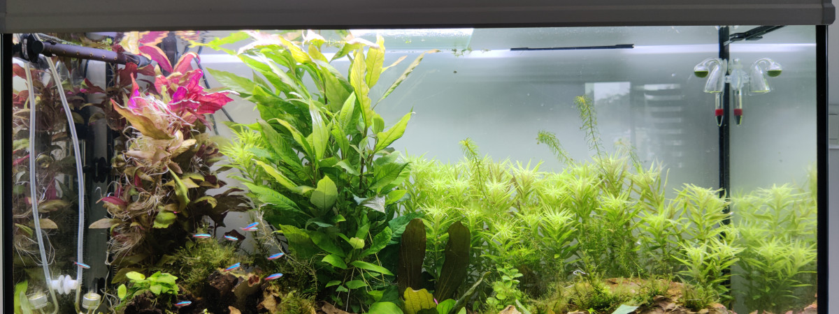 aquarium test1
