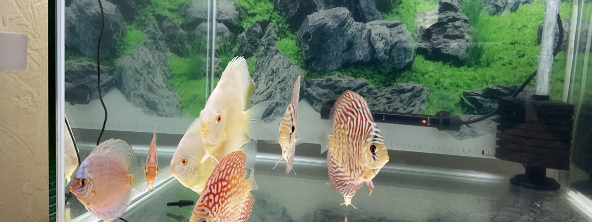 aquarium Quarantaine
