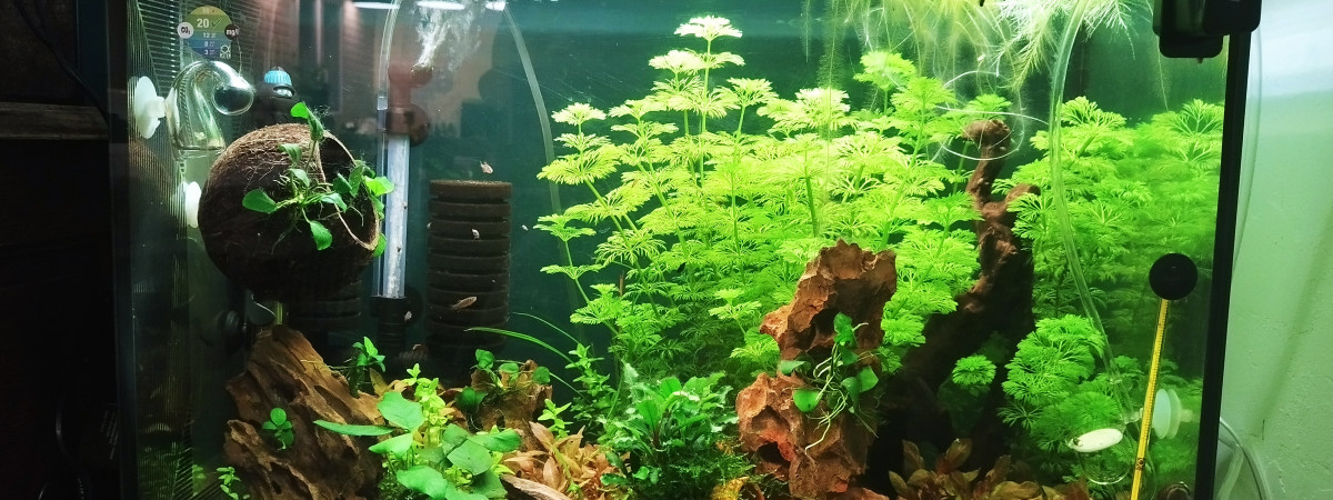 aquarium Mon 1er 80L