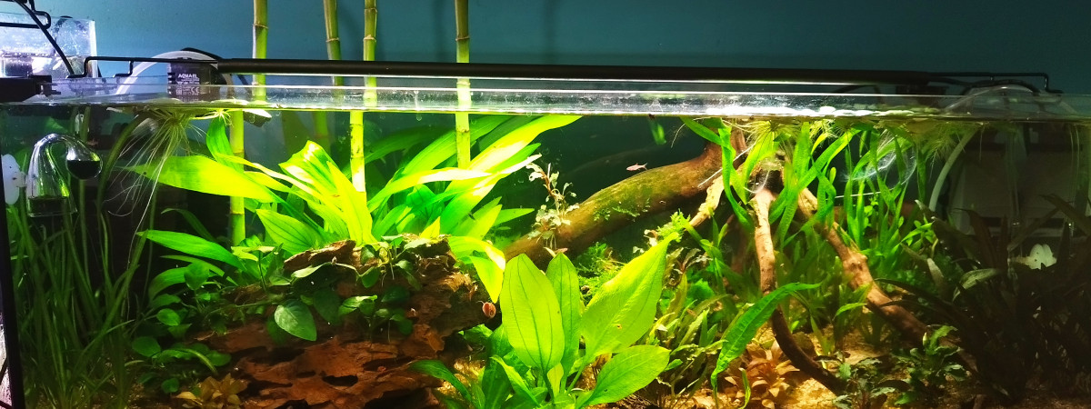 aquarium 80L 80cm